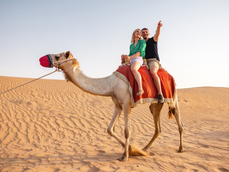 Camel Safari Camel Safari